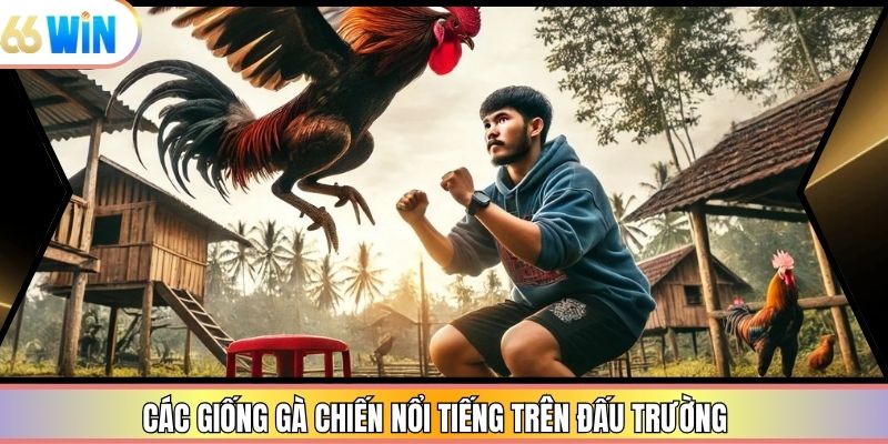 Các giống gà chiến nổi tiếng trên đấu trường
