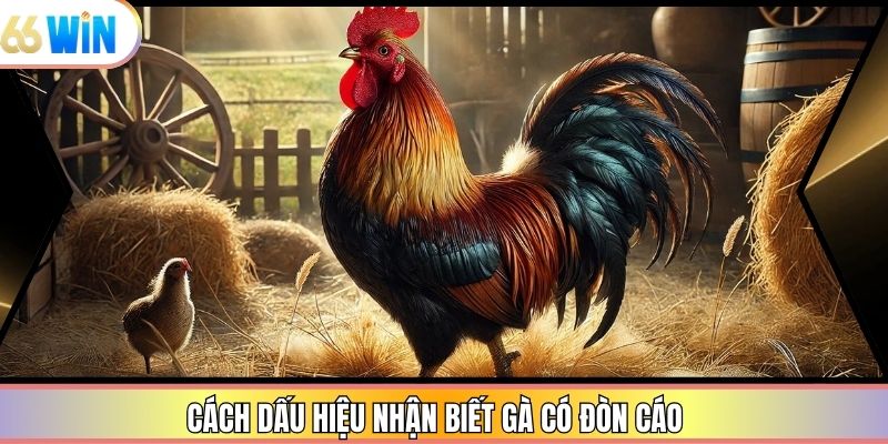 Cách dấu hiệu nhận biết gà có đòn cáo