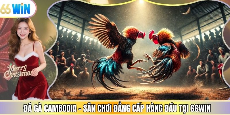 Đá Gà Cambodia - Sân Chơi Đẳng Cấp Hàng Đầu Tại 66win