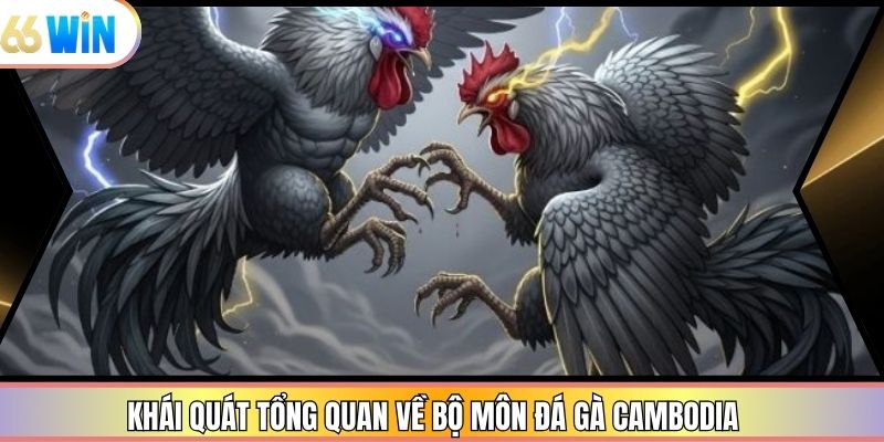 Khái quát tổng quan về bộ môn đá gà Cambodia