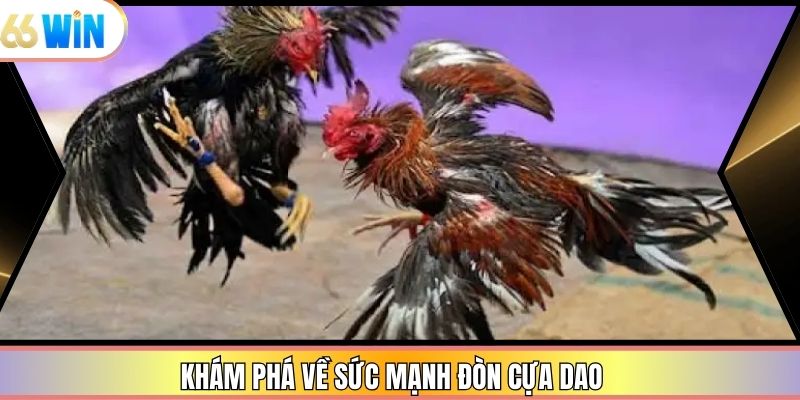 Khám phá về sức mạnh đòn cựa dao