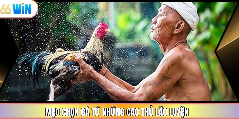 Mẹo chọn gà từ những cao thủ lão luyện