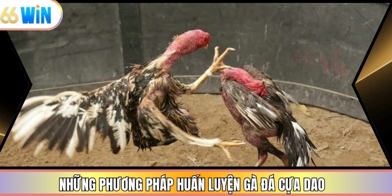 Những phương pháp huấn luyện gà đá cựa dao
