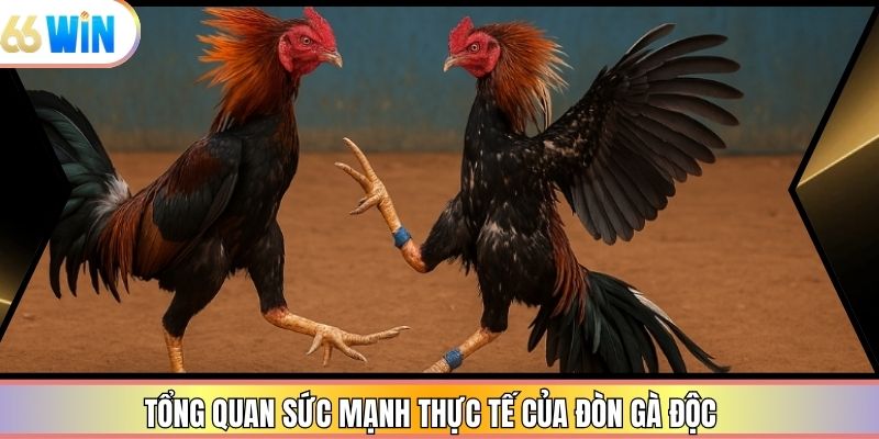 Tổng quan sức mạnh thực tế của đòn gà độc